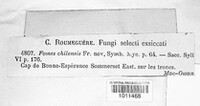 Ganoderma chilense image